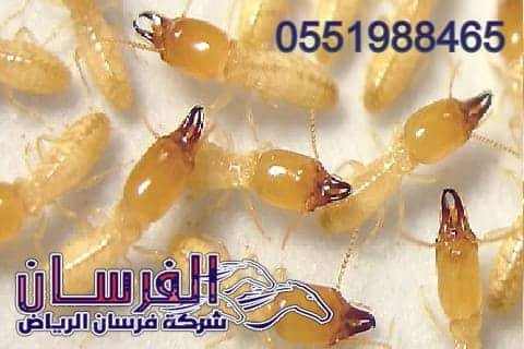 القضاء على النمل الابيض بالرياض