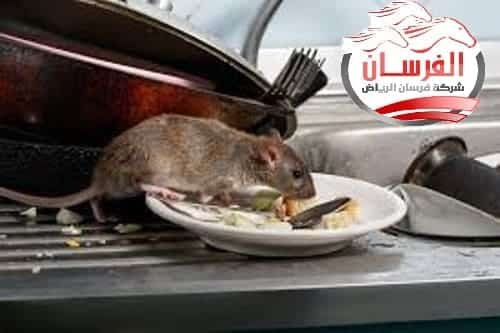 القضاء على الفئران
