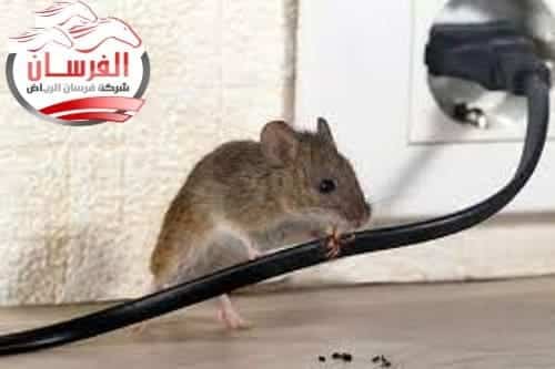 شركة مكافحة الفئران بالرياض