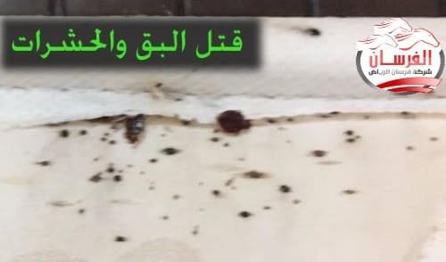طرق قتل البق والحشرات