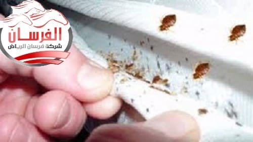 احدث اساليب مكافحة بق الفراش