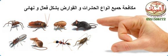 الفرسان - شركة مكافحة الحشرات بالرياض . مكافحة الحشرات والقوارض بجميع انوعها
