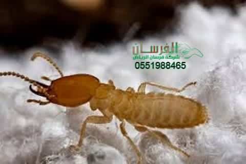 القضاء على النمل الابيض بالمزاحمية