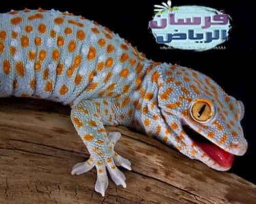طرق مكافحة الوزغ