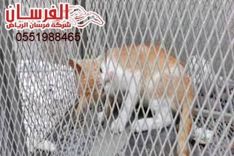 شركة صيد القطط الضارة
