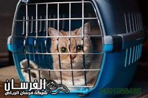صيد القطط الضالة