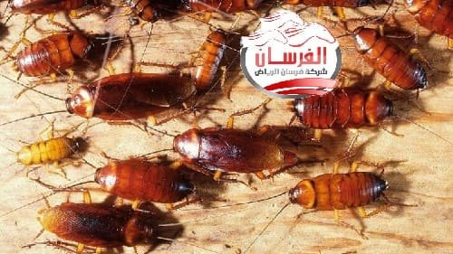 افضل مبيد لقتل الصراصير بالرياض