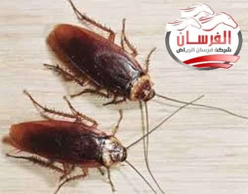 افضل شركة رش الصراصير بالرياض