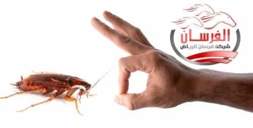 شركة مكافحة صراصير بالرياض