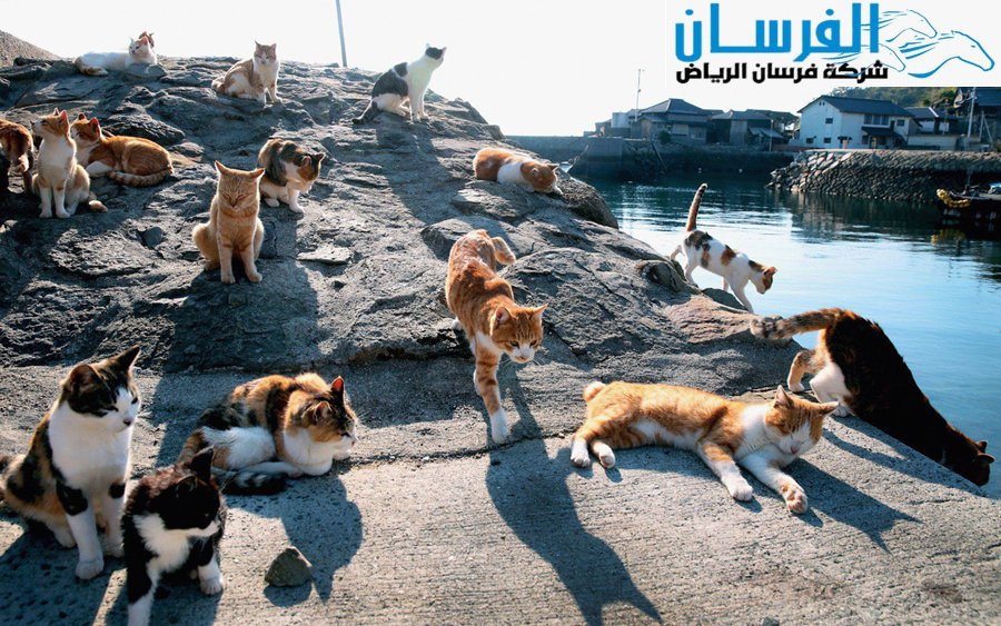 شركة مكافحة القطط بالرياض